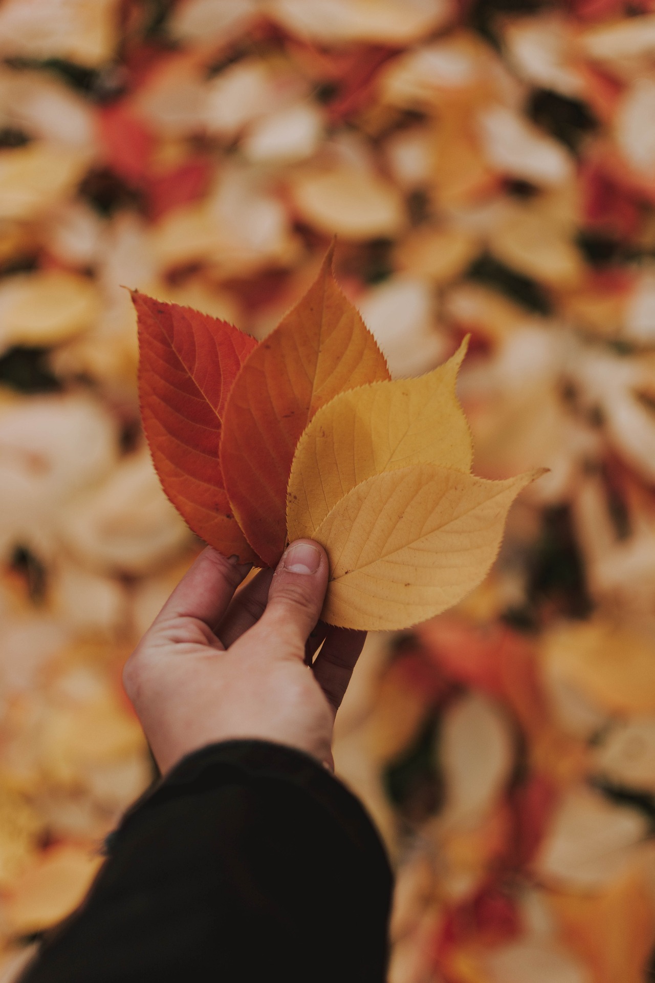 Inselkiez Herbstspaziergang am 13. Oktober 2024