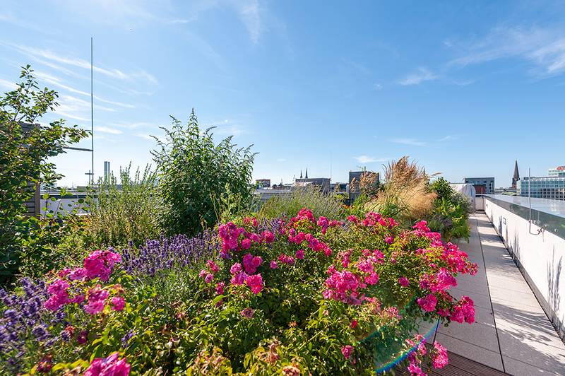 Blühender Gemeinschaftsgarten auf dem Dach von Dock 71 in der HafenCity